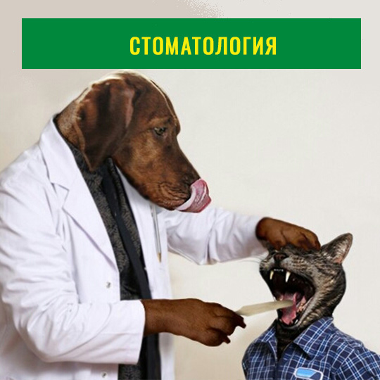 Стоматология